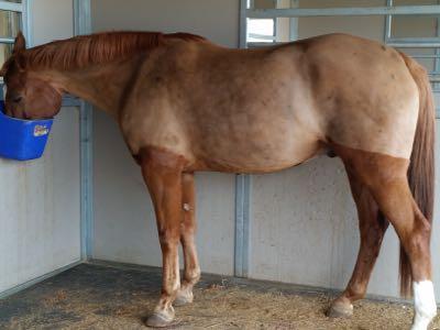 chestnut horse two toned after trace clip