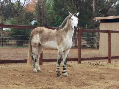 dirty gray horse