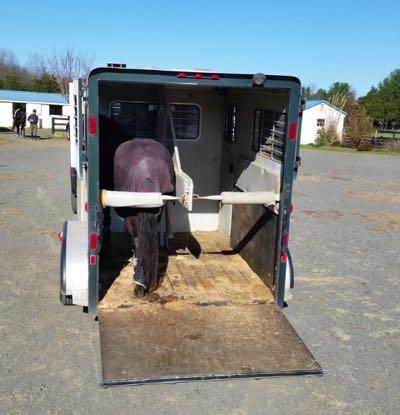 horse in a two horse trailer straight load on the correct side