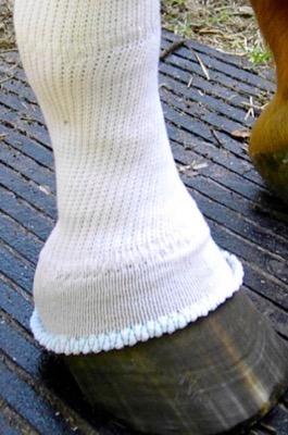 sox for horses on horse leg with black hoof