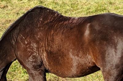bay horse with a winter coat and lots of dried sweat marks
