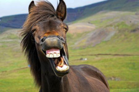 old horse showing teeth in a green pasture